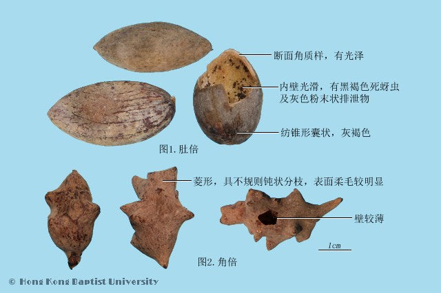 Wu Bei Zi Chinese Gall