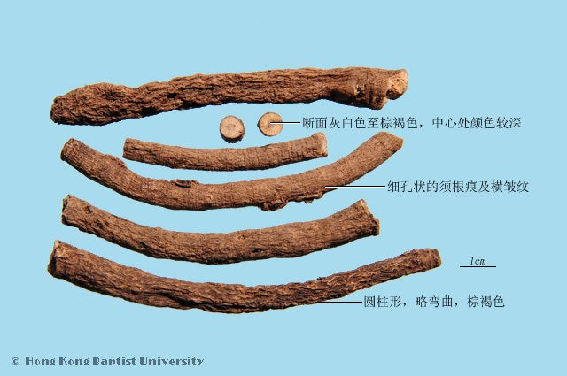 Xian Mao Curculigo Rhizome