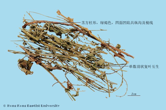 Xian He Cao Agrimonia Herb