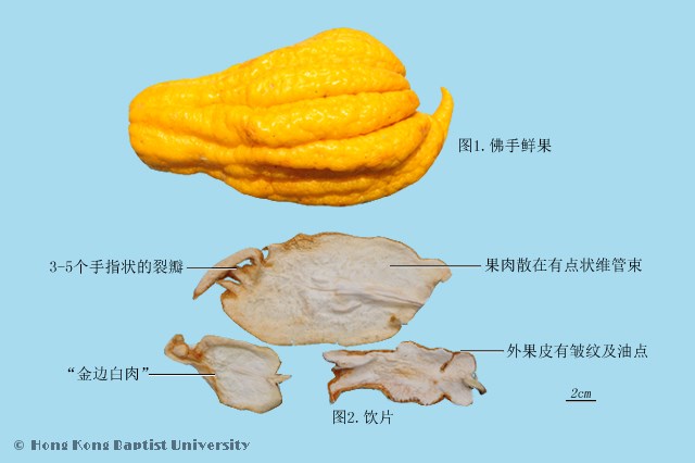 Fo Shou Finger Citron