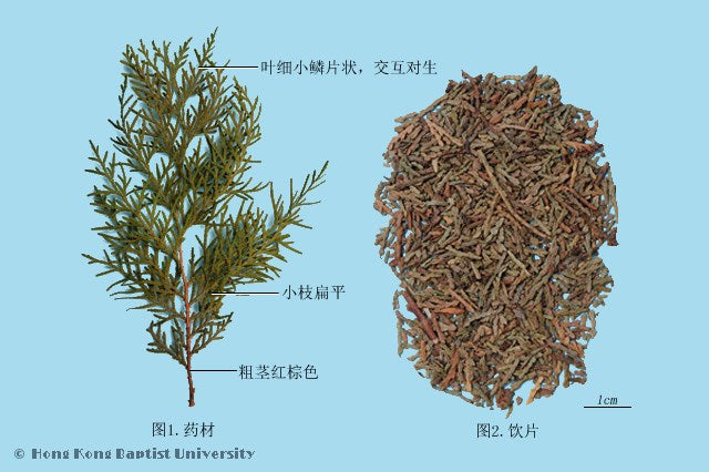 Ce Bai Ye Arborvitae Leaf