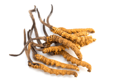 Dong Chong Xia Cao Cordyceps