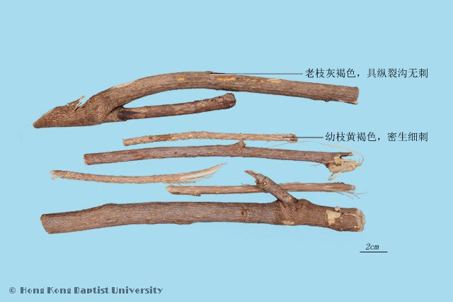 Ci Wu Jia Acanthopanax Bark