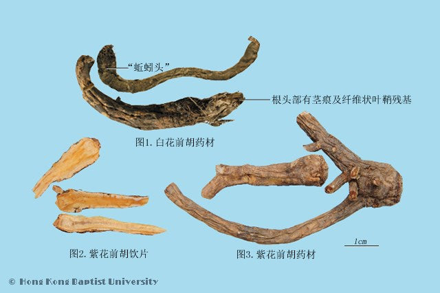 Qian Hu Peucedanum Root