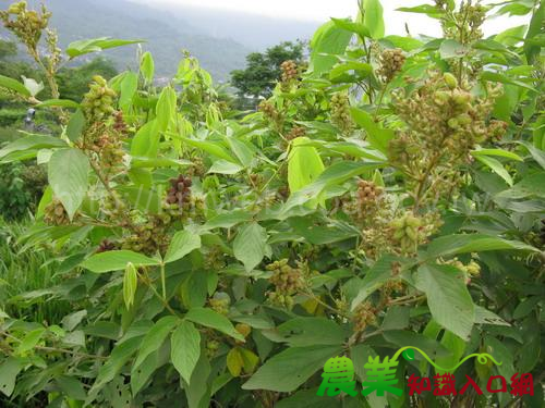 Flemingia Root