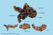 Sheng Ma Cimicifugae Rhizoma