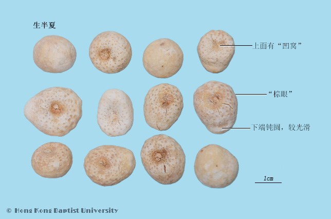 Ban Xia Pinellia Tuber