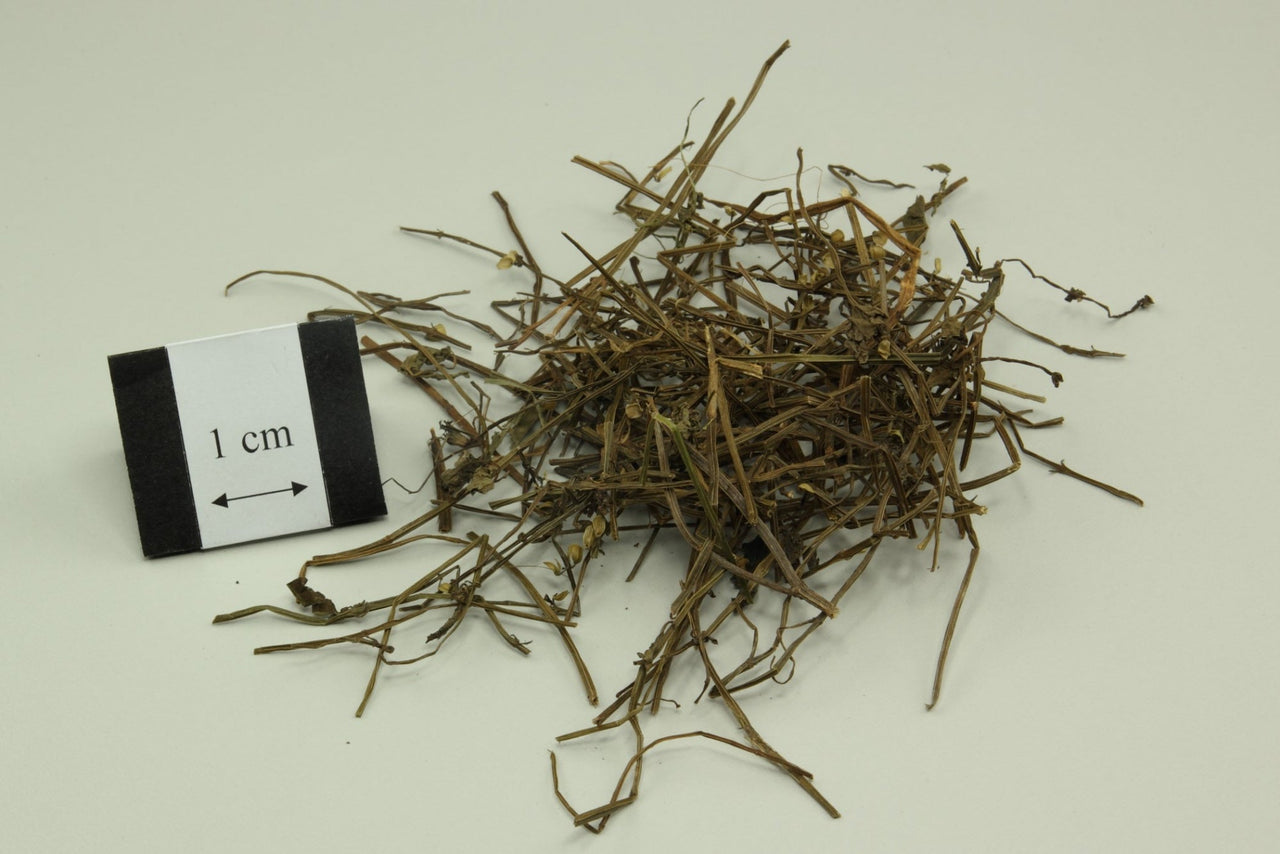 Ban Zhi Lian Scutellaria Barbata