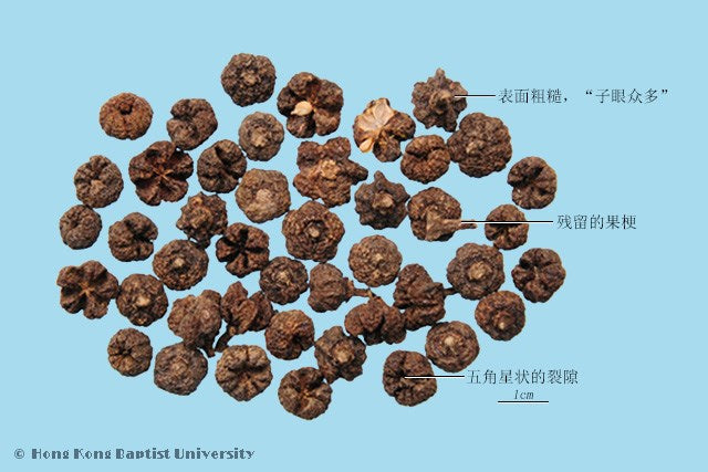 Wu Zhu Yu