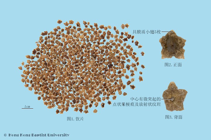 Di Fu Zi Kochia (fruit)