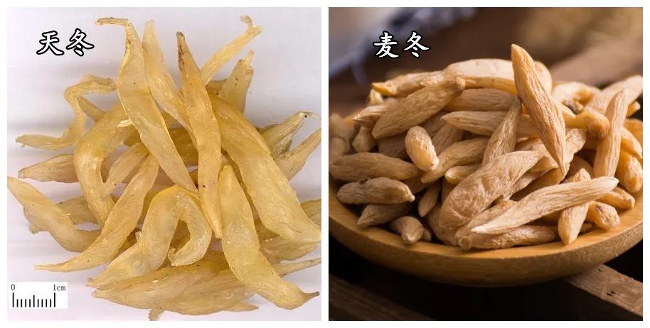 Tian Dong Asparagus Root