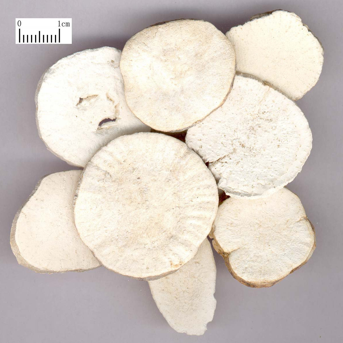 Tian Hua Fen Trichosanthes Root