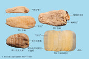 Tian Ma Gastrodia Tuber
