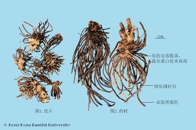 Wei Ling Xian Clematis Root