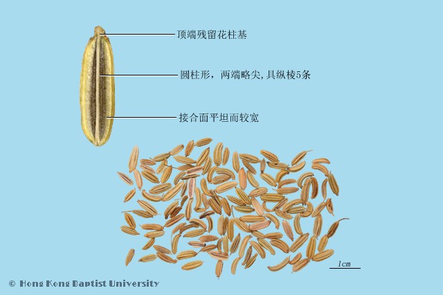 Xiao Hui Xiang Fennel Fruit