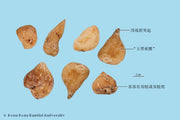 Shan Ci Gu Gastrodia Tuber