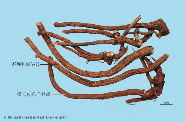 Shan Dou Gen Sophora Root