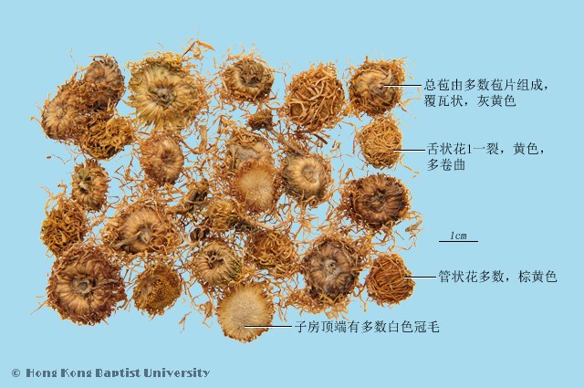 Xuan Fu Hua Inula Flower