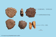 Mu Bie Zi