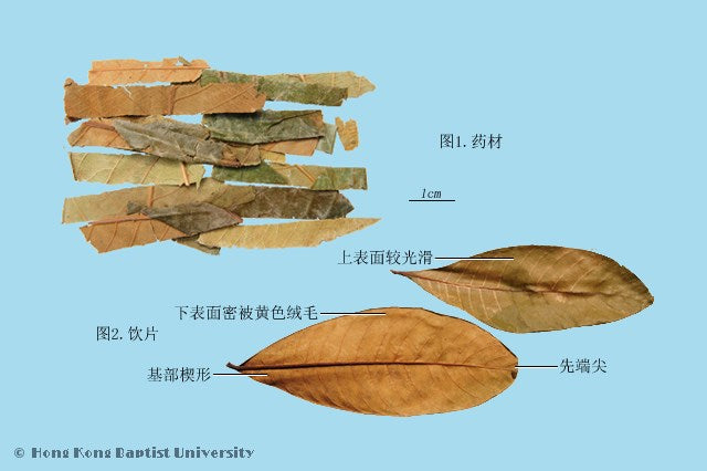 Pi Pa Ye Eriobotryae Folium