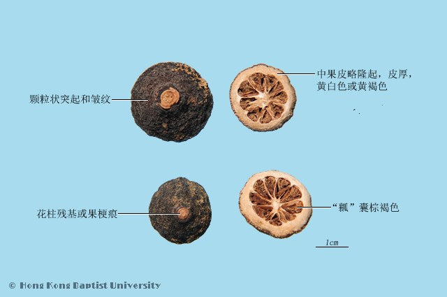 Zhi Shi Immature Bitter Orange