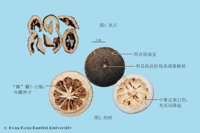 Zhi Ke Immature Bitter Orange