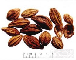 Ke Zi/Fruit of Melia Toosendan