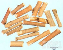 Sang Zhi Mulberry Twig