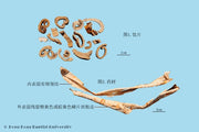 Sang Bai Pi Mulberry Root-Bark
