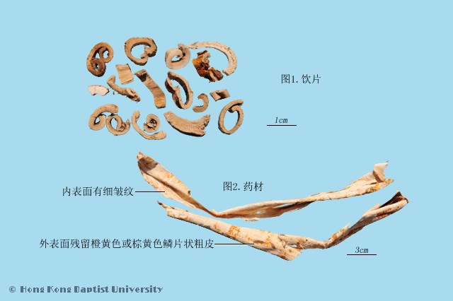 Sang Bai Pi Mulberry Root-Bark