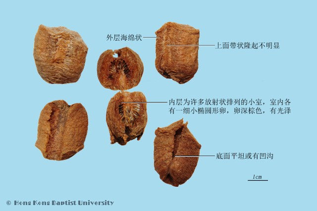 Sang Piao Xiao Mantidis Ootheca