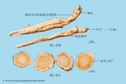 Jie Geng Platycodon Root