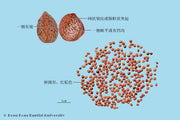Zhe Shi Zi