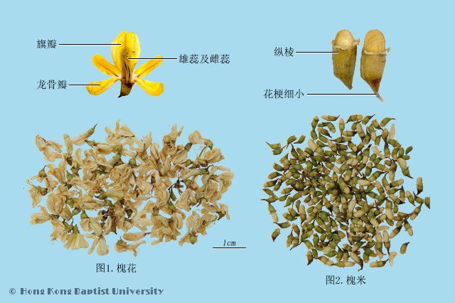Huai Hua Sophora Flower