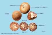 Bing Lang Areca Seed