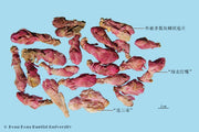 Kuan Dong Hua Coltsfoot Flower