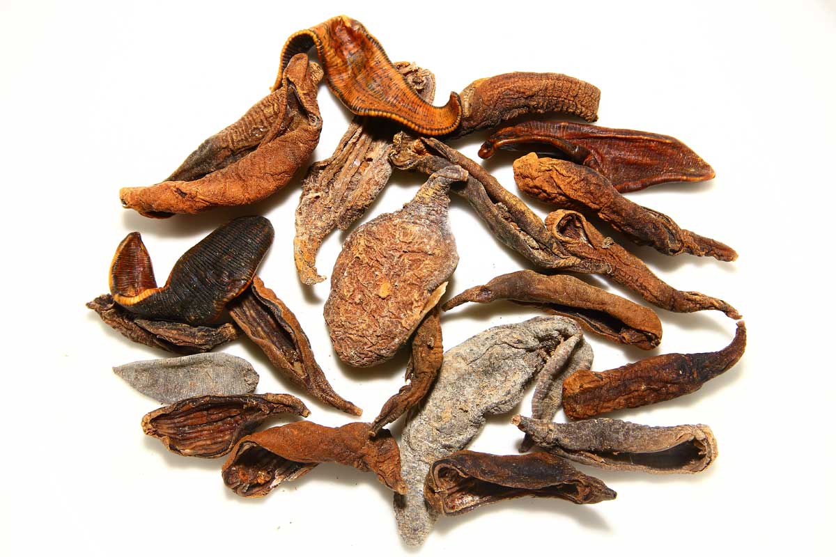 Shui Zhi Leech