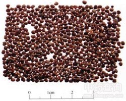 Sha Yuan Zi Astragalus Seed