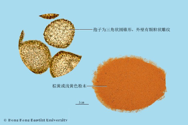 Hai Jin Sha Lygodium Spore