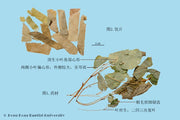 Yin Yang Huo Epimedium Herb