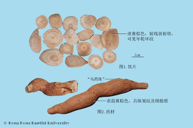Wu Yao Lindera Root