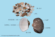 Wa Leng Zi Raw Ark Shell