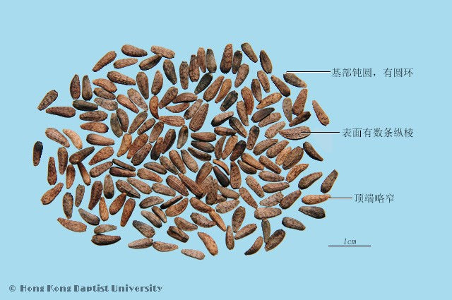 Niu Bang Zi Burdock Seed (processed)