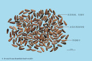 Niu Bang Zi Burdock Seed (processed)
