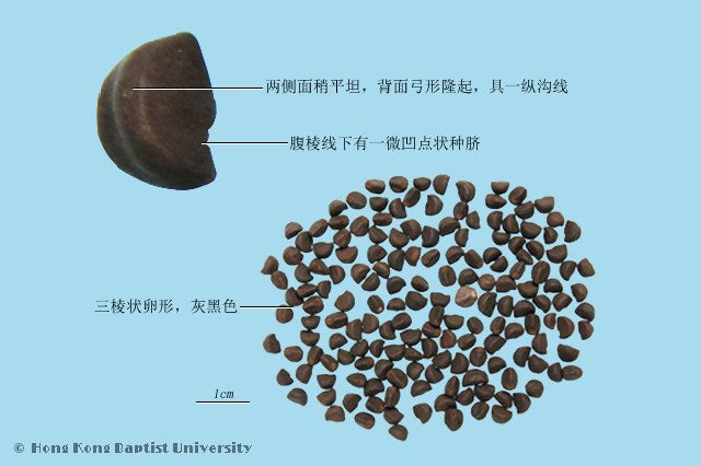 Qian Niu Zi