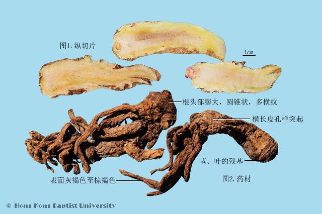 Du Huo Pubescent Angelica Root