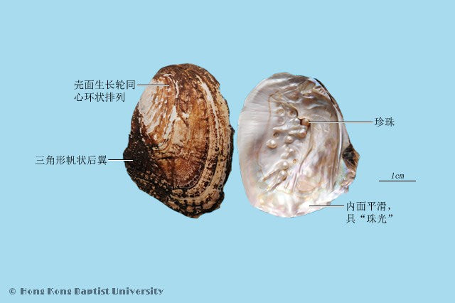 Zhen Zhu Mu