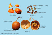 Gua Lou Pi Trichosanthes Peel