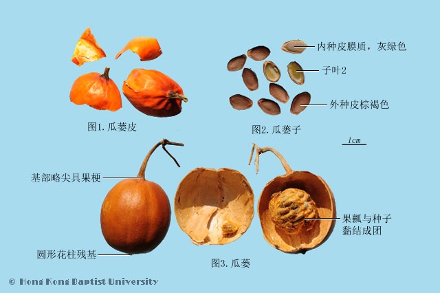 Gua Lou Pi Trichosanthes Peel