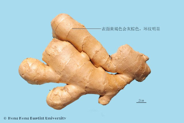 Sheng Jiang Fresh Ginger